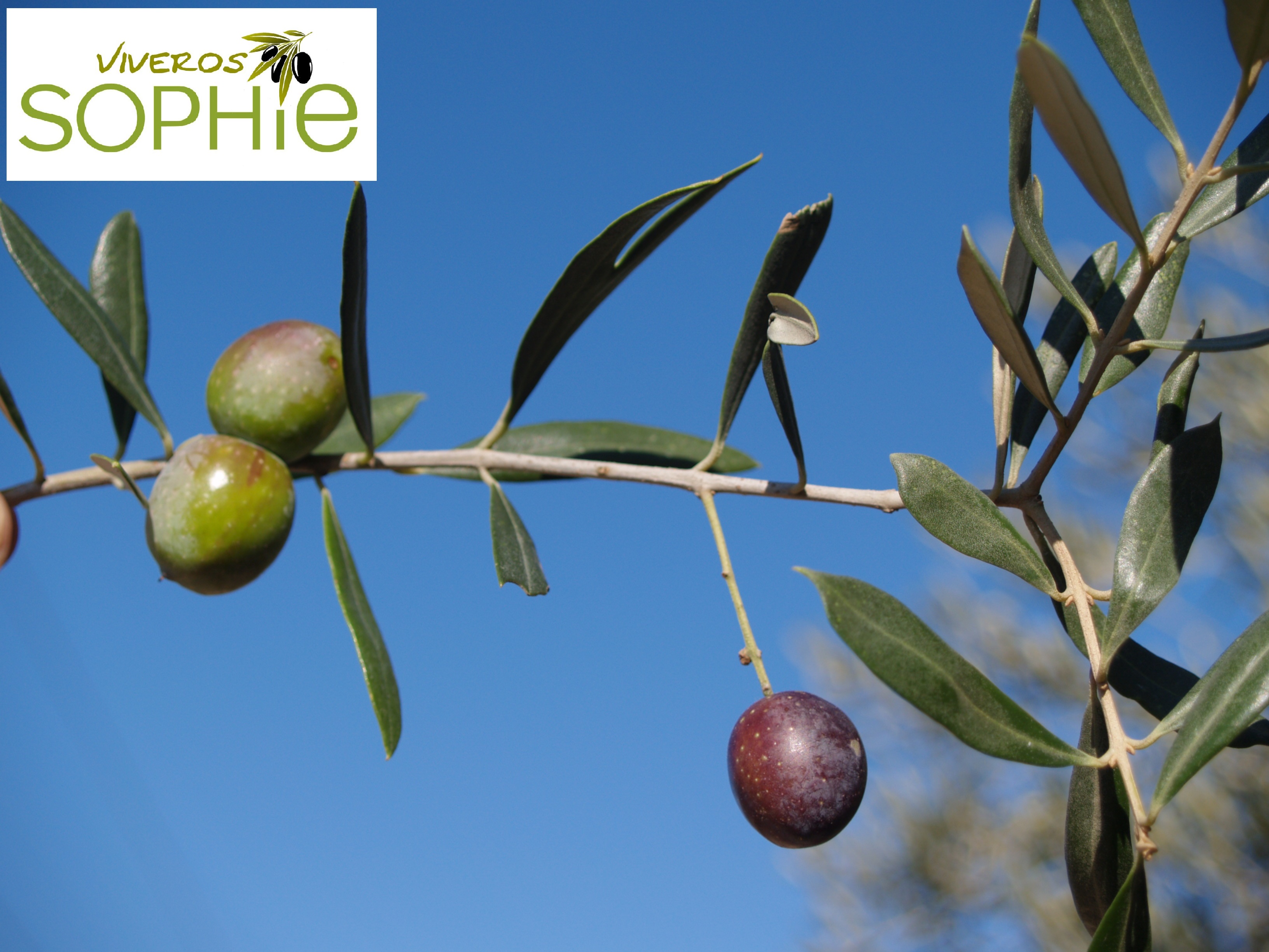 Variedad de olivo ITRANA